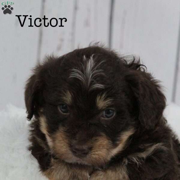 Victor, Bernedoodle Puppy